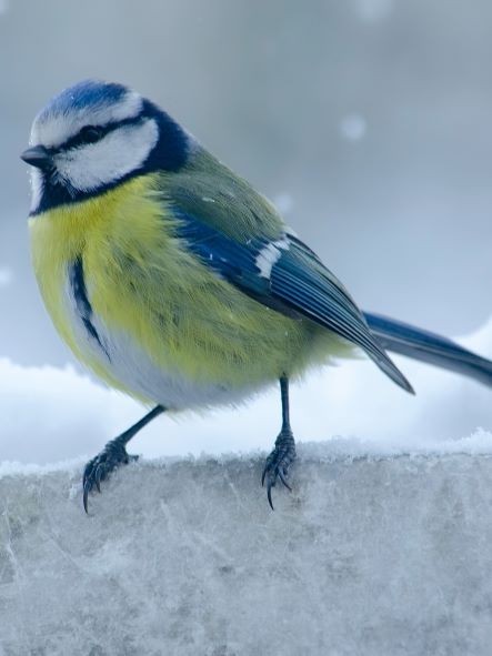 Blue and Yellow Fuzzy Bird