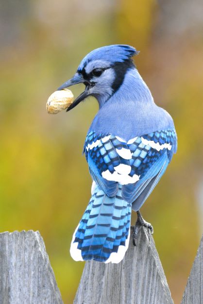 bluejay_portrait