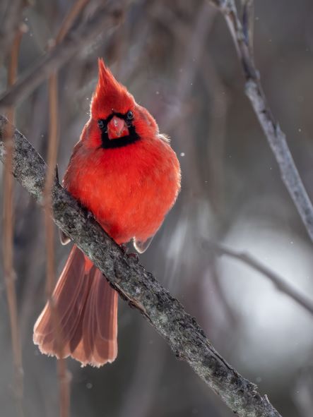 Cardinal