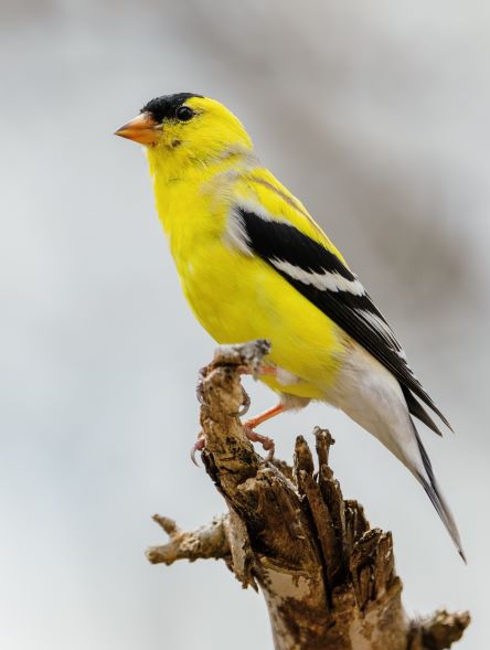 Goldfinch