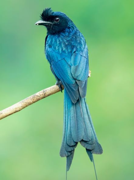 Long Tail Slateblue Bird