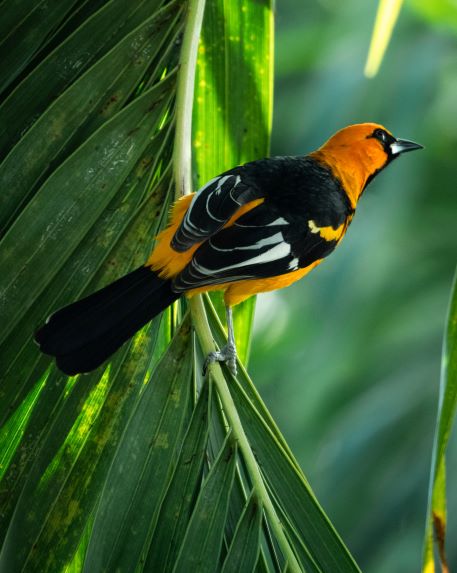 oriole