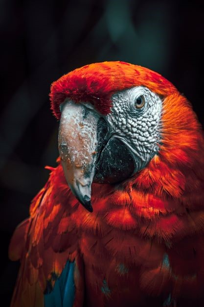 Red Parrot