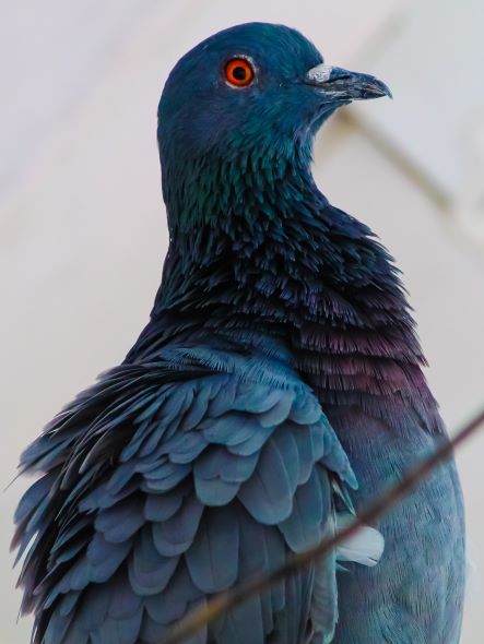 Pigeon