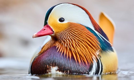 Rainbow Duck