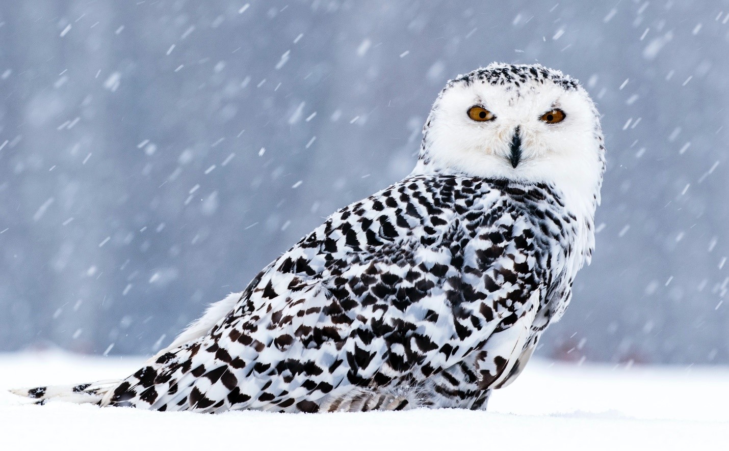 Snowy Owl