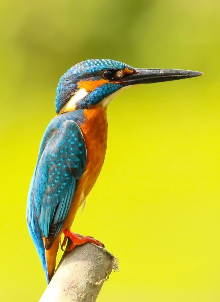 Turquois Bird